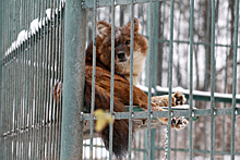 Красных волков из зоопарка «Мишутка» передали в костромской зоопарк