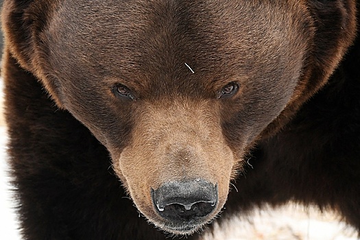 В Новосибирской области прогнали с поля медведя