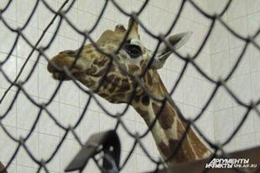 Жирафёнка Сафари в Белгороде погубил стресс
