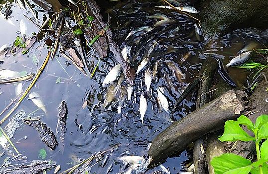 Мертвая рыба и неприятный запах. Что вызвало загрязнение реки Дубна?
