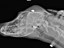 В Никольском ищут живодера, привязавшего израненную собаку к дереву