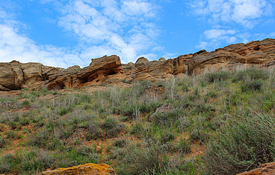 В Астрахани обнаружили растение эпохи, когда на месте города было море