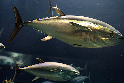 Диетолог Калинчев: тунец может быть опасен из-за высокой концентрации ртути