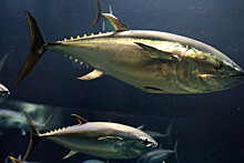 Диетолог Калинчев: тунец может быть опасен из-за высокой концентрации ртути