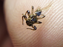 Рои оленьих кровососок нападают на грибников Новосибирска