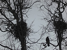 Разведчики весны замечены с брачными демонстрациями в Калуге