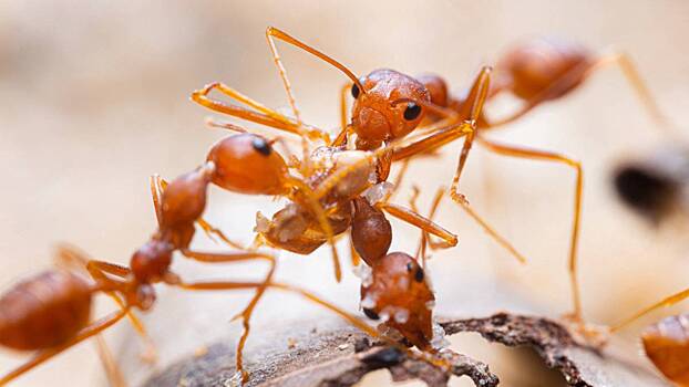 Европе грозит нашествие огненных муравьев. Чем они опасны и доберутся ли до РФ