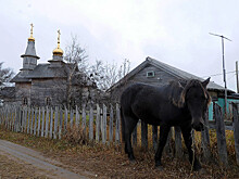 Кузомень: деревня, где живут дикие лошади