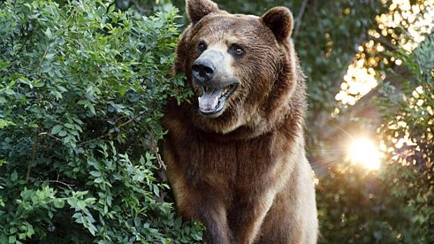 Сахалинец, спасая сына, застрелил разъяренного медведя