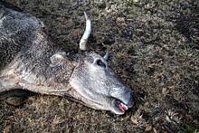 В России в поле нашли сваленные в кучу туши коров