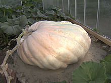 Подмосковный фермер вырастил тыкву весом в 500 кг