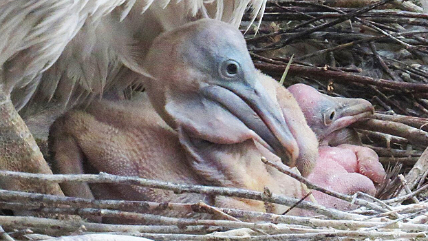 В Московском зоопарке родились краснокнижные кудрявые пеликаны