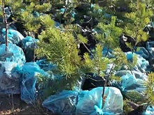 В Беларуси в день единого дня озеленения высадят более 21 млн деревьев