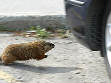 Американский полицейский из страха застрелил сурка