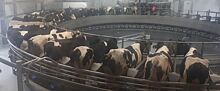 Карусельную технологию доения коров используют на мегаферме «Колос» в Удмуртии