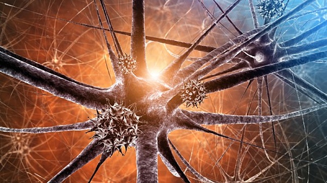 Профессор Зябкин рассказал, чем грозит вирус Нипах, распространяющийся в Индии