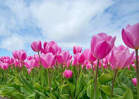 В Подмосковье импортозамещение цветов к 8 марта достигло 70%