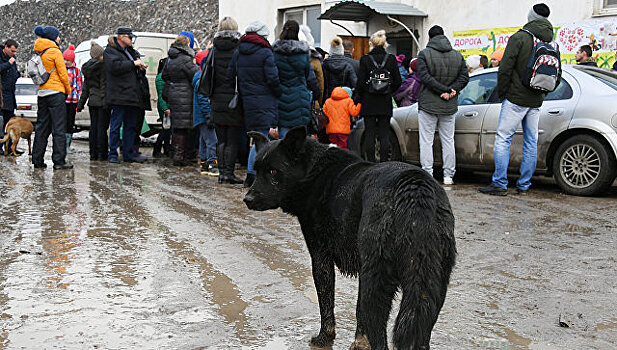 Снести нельзя оставить: в Симферополе пытаются отстоять приют для собак