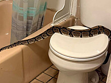 Шри-Ланку заполонили двухметровые змеи