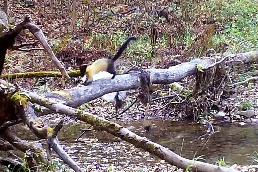 Исследующие пакет харзы попали на видео