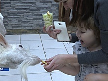 Госдума готова запретить контактные зоопарки