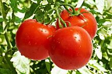 На Ставрополье растёт урожай томатов