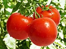 На Ставрополье растёт урожай томатов