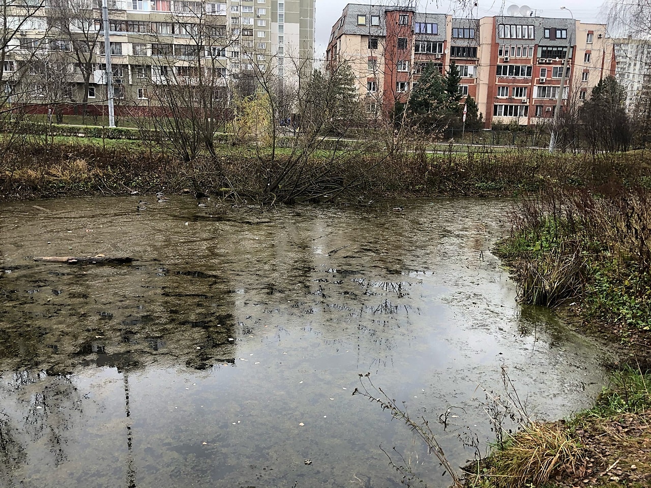 Территория пруда на Академика Глушко будет очищена весной 2021 года
