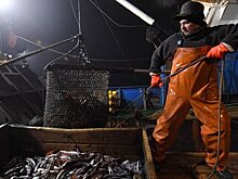 Оптовые цены на минтай в РФ упали до минимума за последние несколько лет