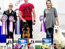 Немецкая овчарка из Котельнича заняла второе место на выставке собак