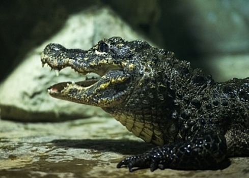 В мясном отделе камчатского рынка 9 лет жил крокодил