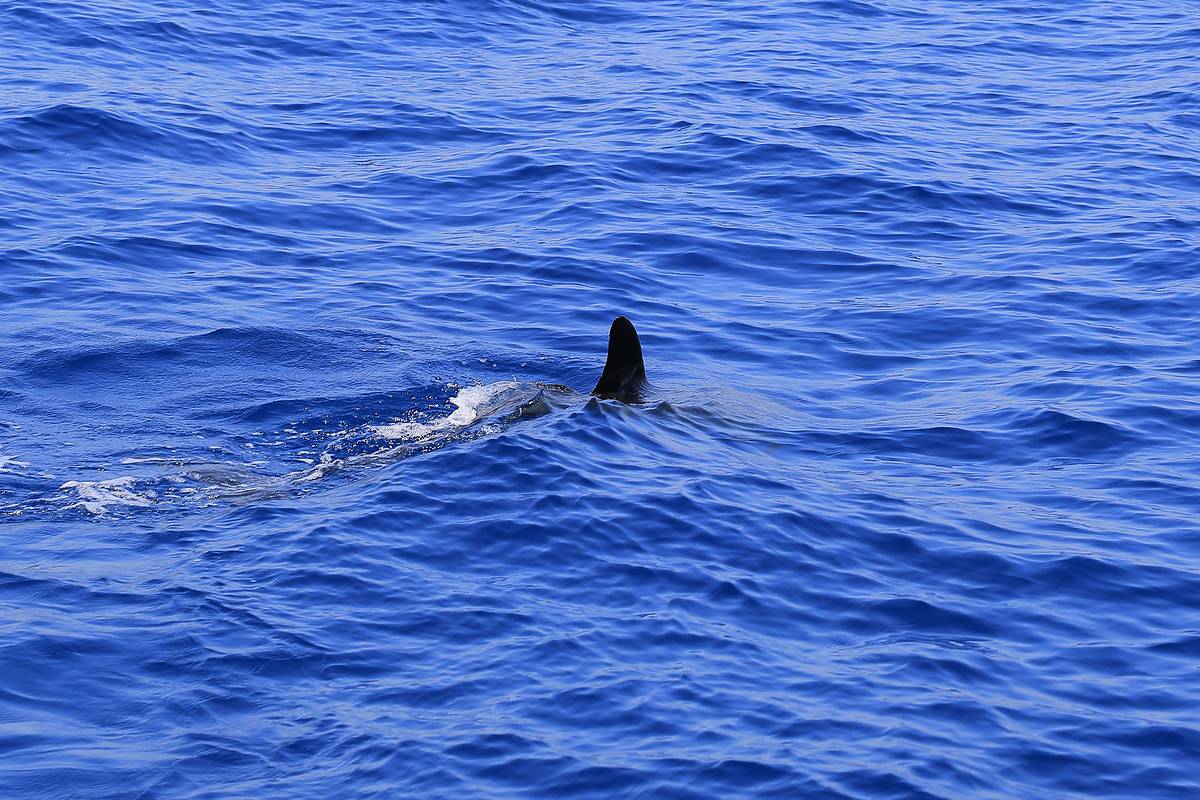 Акула напала на мужчину и подбросила его в воздух