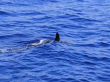 Акула напала на мужчину и подбросила его в воздух