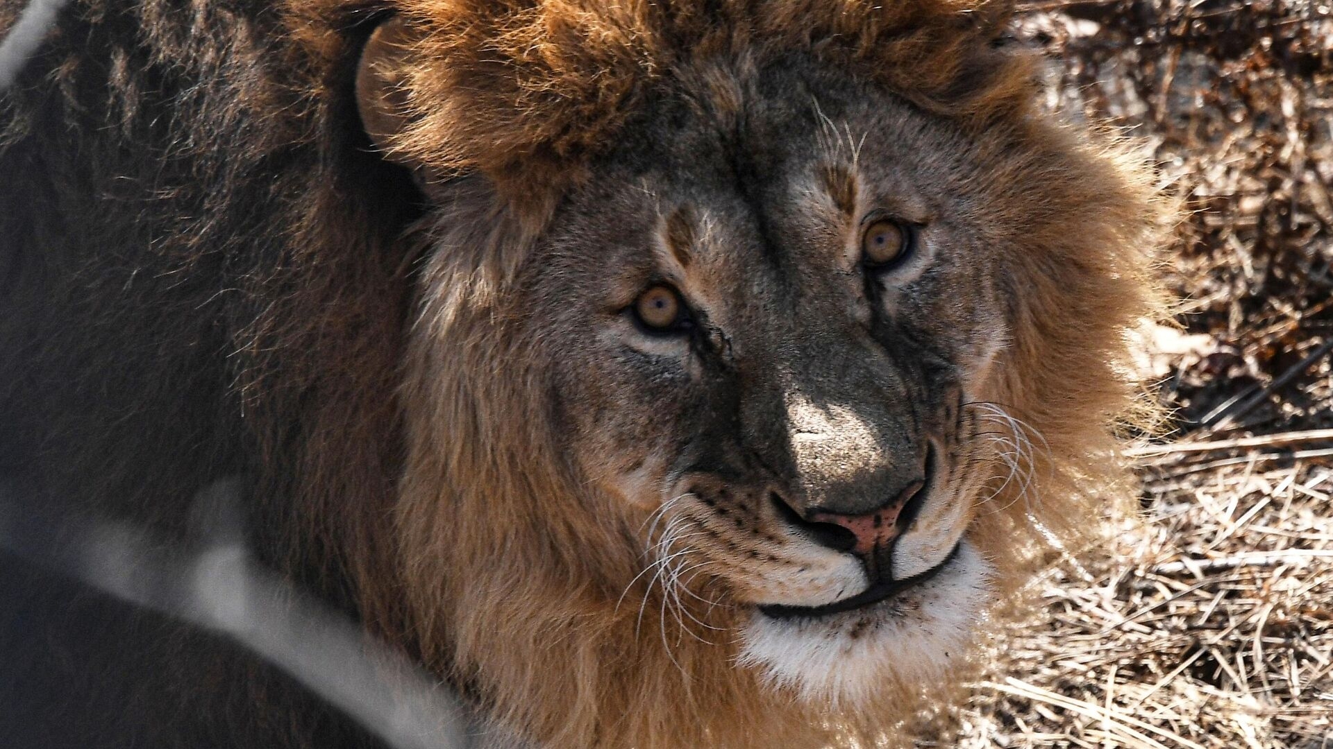 V Hmeljnickem na begu dva leva iz centra za divje živali, enega že našli