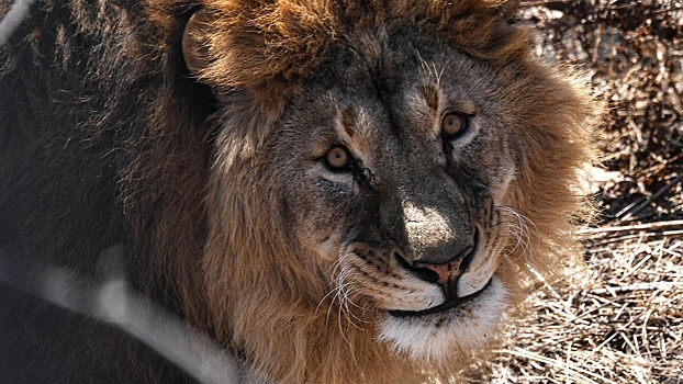 На Украине два льва сбежали из вольера