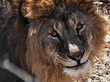 На Украине два льва сбежали из вольера