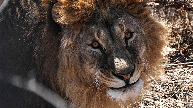 На Украине два льва сбежали из вольера