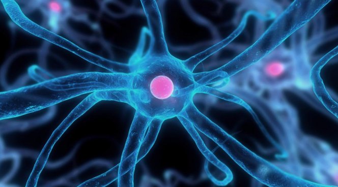 Ученые доказали, что нервные клетки восстанавливаются - Рамблер/новости