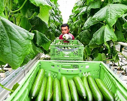 Тепличный гигант в Тюменском районе за год разбогател на овощах