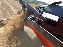 С 20 августа пошлины на экспорт пшеницы, ячменя и кукурузы из РФ будут нулевыми