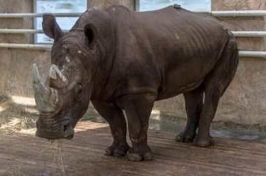 В Ростовском зоопарке впервые покажут носорога Теркеля