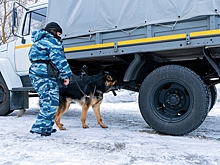 В Пензе на базе центра кинологической службы УМВД прошли учебно-тренировочные сборы