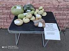 Дачник устроил онлайн-распродажу овощей на ул. Щорса в Красноярске