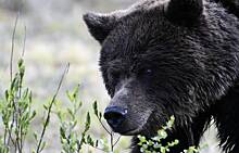 Директор парка «Ергаки» осудил убежавших от медведя туристов