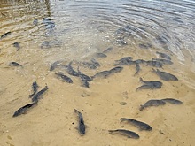 Экологическая акция «Зов Волги» пройдет в Кстовском округе