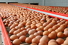 Производство яиц увеличилось на 5,2% в Подмосковье в 2021 г