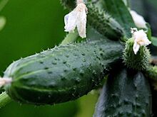 В Подмосковье на 20% выросла урожайность овощей в тепличных хозяйствах