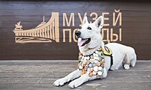 Жителей Ленобласти приглашают поучаствовать в конкурсе рисунков фронтовых собак