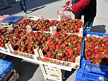 Выбираем ягоды: как купить качественный продукт