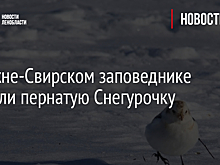 В Нижне-Свирском заповеднике увидели пернатую Снегурочку